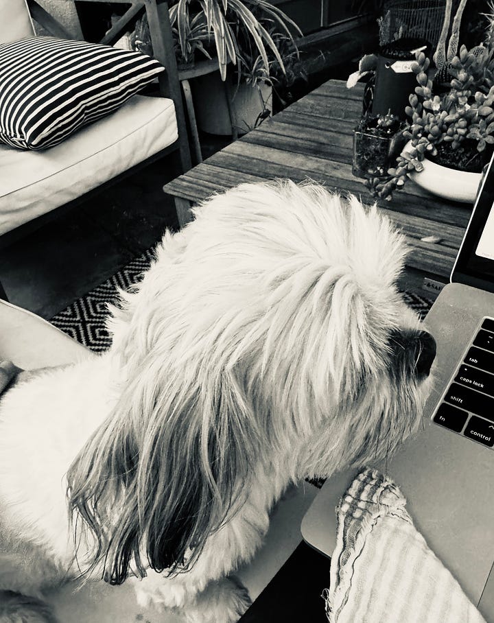 Black and white of a small dog hovering over a laptop; a backyard with green plants and cacti.