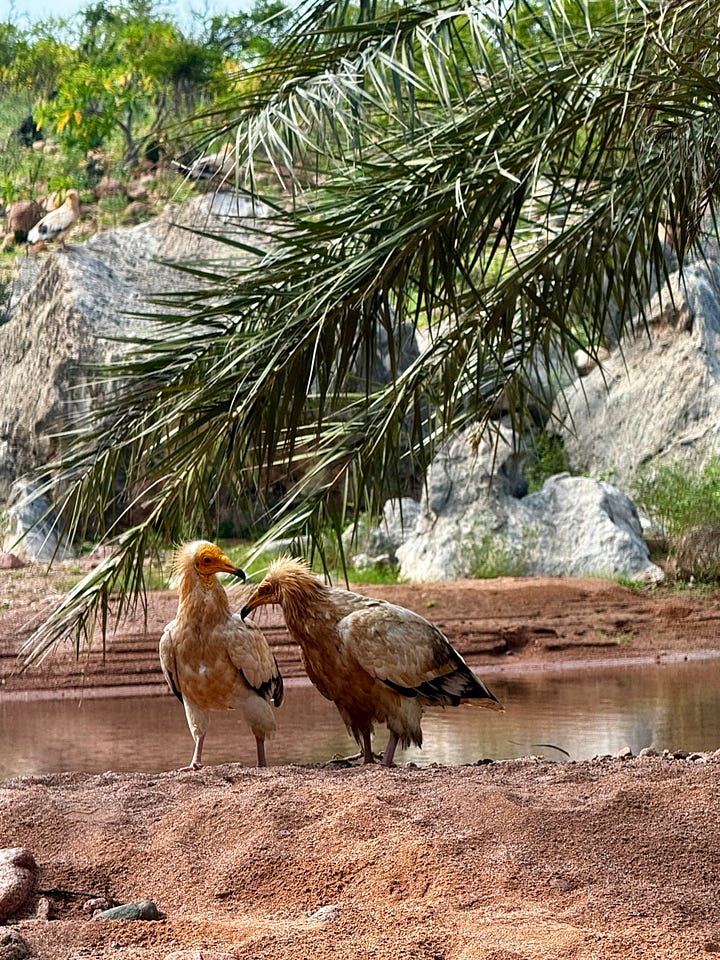 Egyptian vulture