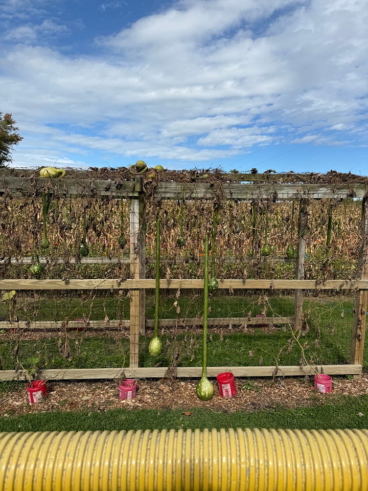 Scenes from a pumpkin patch in Michigan. Casey, Basil, Hayden, Henry and Ellie ride a tractor wagon. The farm owner drives a tractor. The vineyards. Gourds growing on trellises.