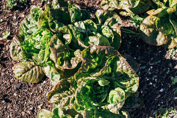 Two photos of heads of lettuce growing in a garden bed. 