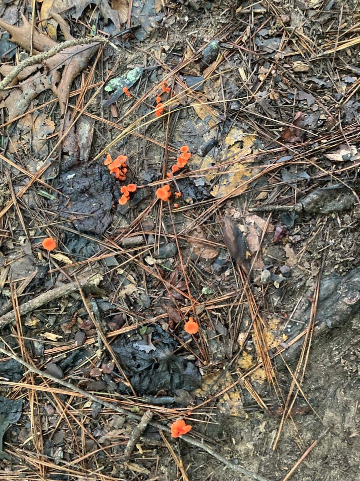 red chanterelles (Cantharellus cinnabarinus) and small chanterelles (Canbtharellus minor)