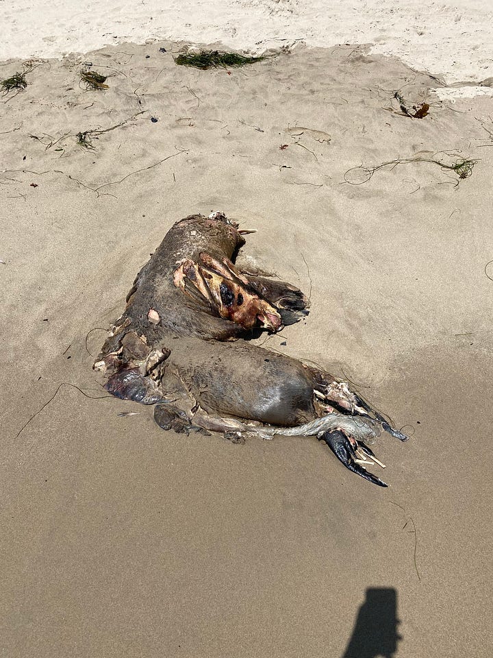 Two dead marine mammals washed up on the beach