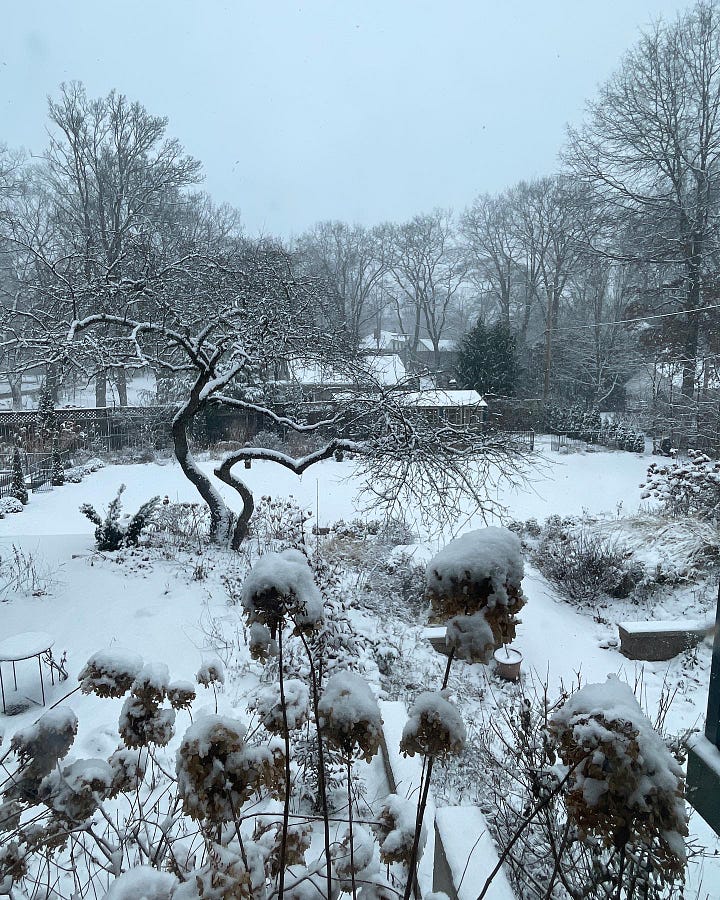 The Bird Garden has our "snow goose" topiary at the foot of our crabapple tree. Here it is when the snow was coming down in drifts that we call a "white out" as we cannot see the neighbor's houses in the back. When it clears up, you can see the same view has much better visibility a couple of hours later