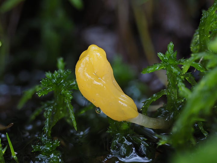 tiny yellow bog beacon mushrooms in moss