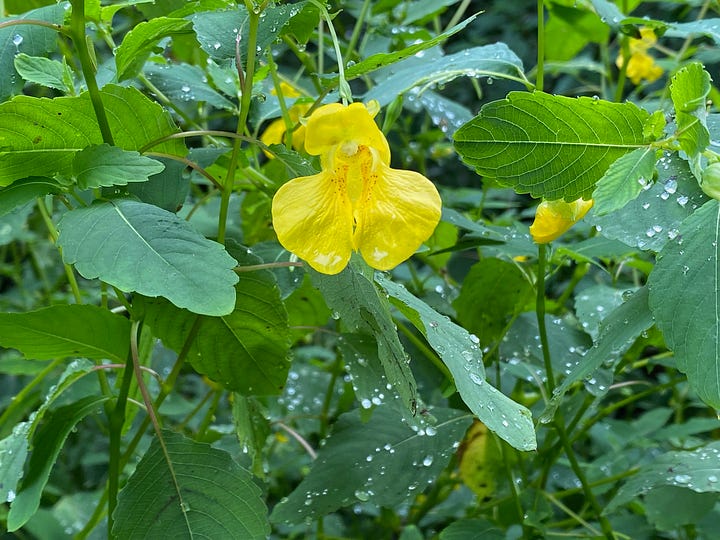 Jewelweed, Impatiens capensis and Impatiens pallida