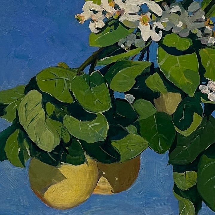 An oil painting of a flowering grapefruit tree, with green shaded leaves and ripening fruits against a blue sky.