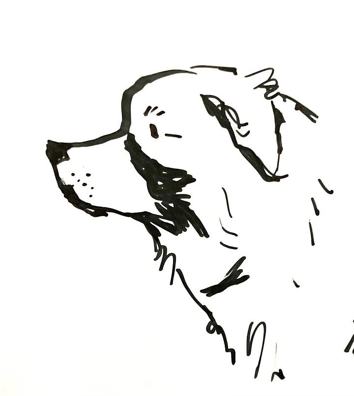 illustrations of a great pyrenees dog