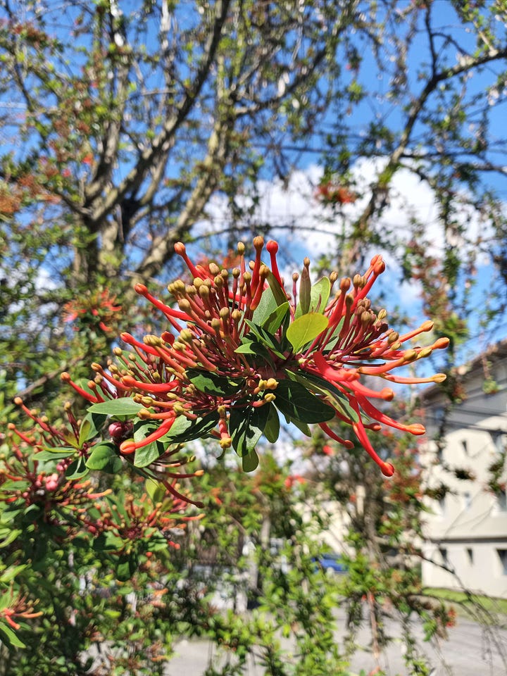 Flowers blooming in springtime