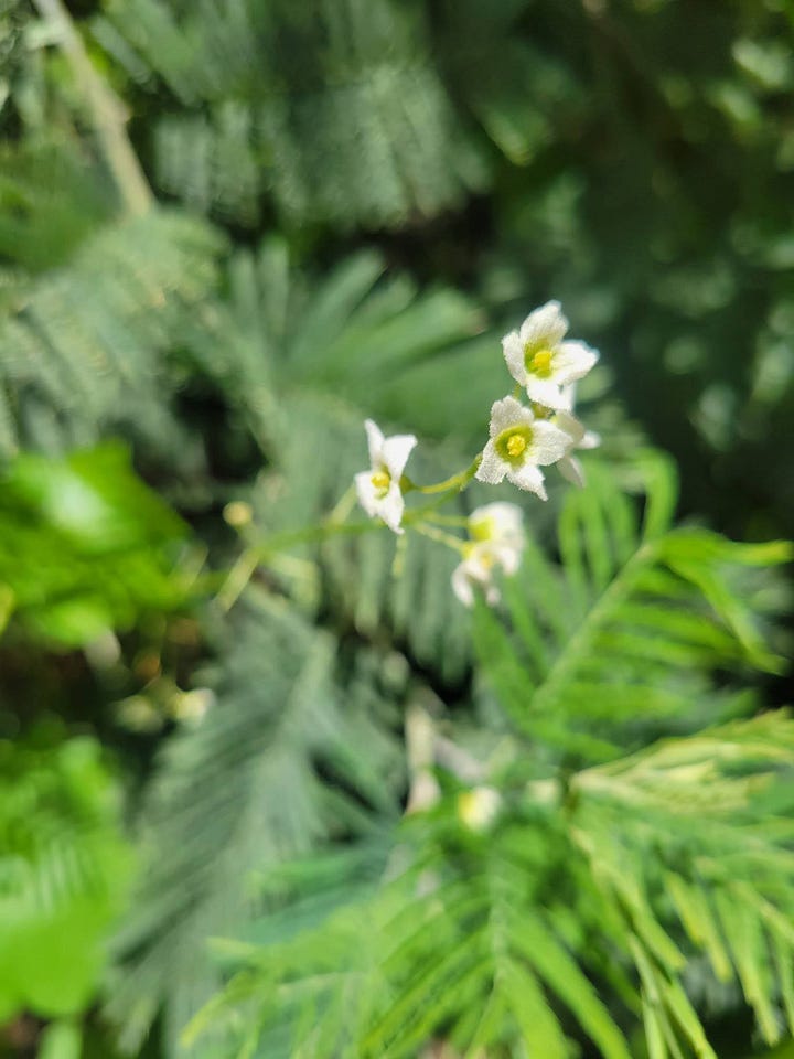 The Understory