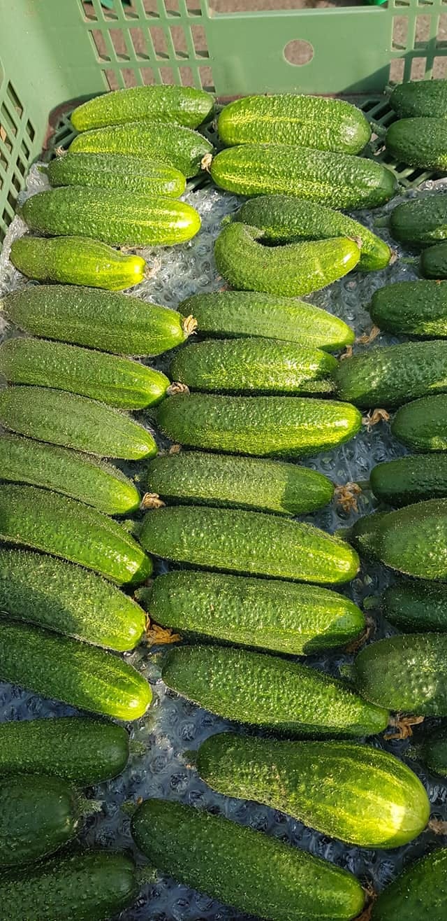 Farmers market cucumber varieties