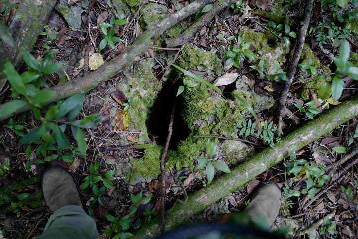 1. Ferns growing on the porous limestone walls of a solution hole. 2. A small solution taken from above. 3. Eric King looking down at a solution hole with a large tree growing out of it. 4. Roots seen from inside a solution hole.