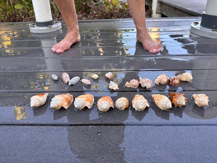 Shells, Longboat Key Shells, Shell collection, best place to collect shells florida, Charles Harris, Charles Harris Photography, radical sabbatical, my radical sabattical 