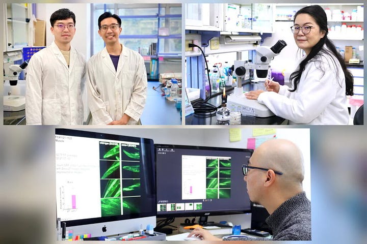 Nematode - Key Protease that Activates Autophagy Shows Potential in Antiaging Therapy