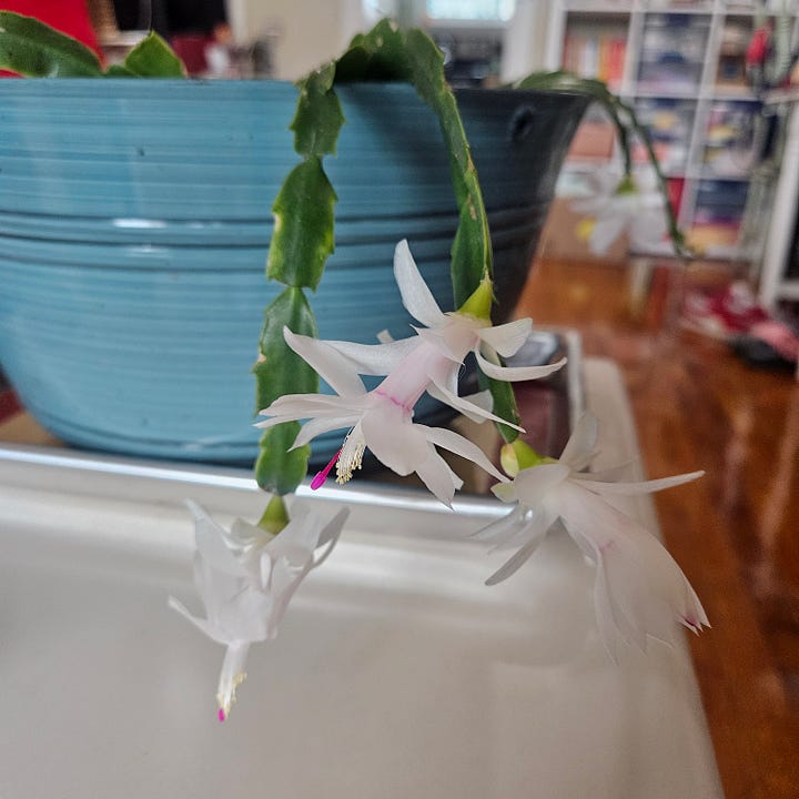 Christmas cactus blooms