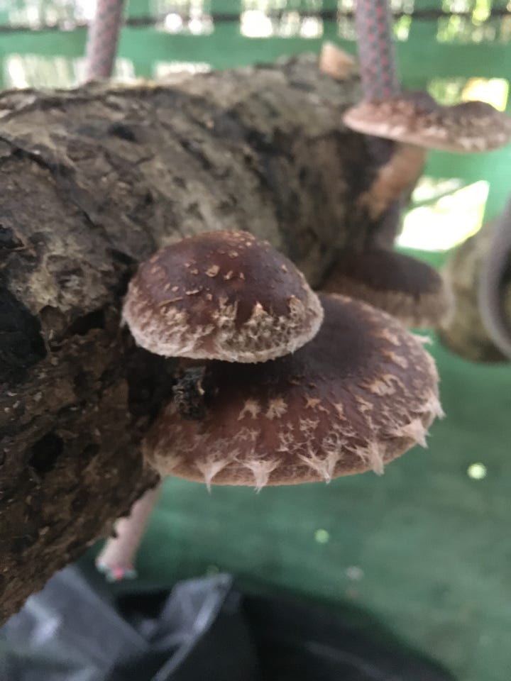 Organic pest management, interplanting, and respecting nature's cycles, all part of organic food growing principles. Images show a ladybird mating session on a leaf, a frog in the glasshouse, interplanted dill/celery/nasturtium, and a shiitake mushroom chamber.