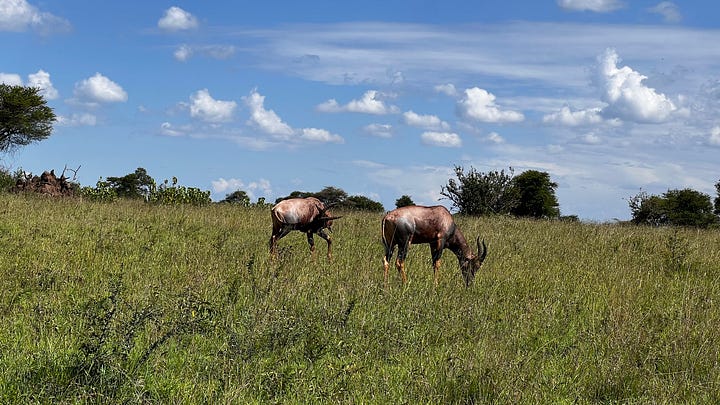 A sampling of the Safari in Tanzania. Safari shots- elephants, wildebeest, giraffe, zebras, hippos, stags, flamingos. 