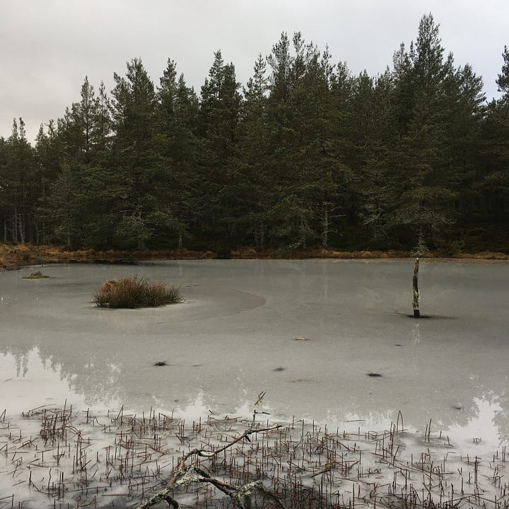 Images: 1-3. the bog woodland in Abernethy Forest managed by RSPB, with information plaque about the landscape; 4. Scots pine with clear lichen line a quarter of the way up them, and hummocky mossy grass.