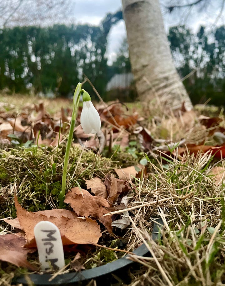 My first sighting of early blooming Galanthus 'Mrs MacNamara' in the Birch Walk this week.