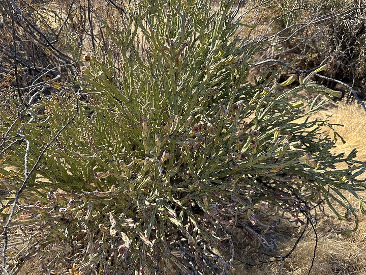 Cholla cacti during drought