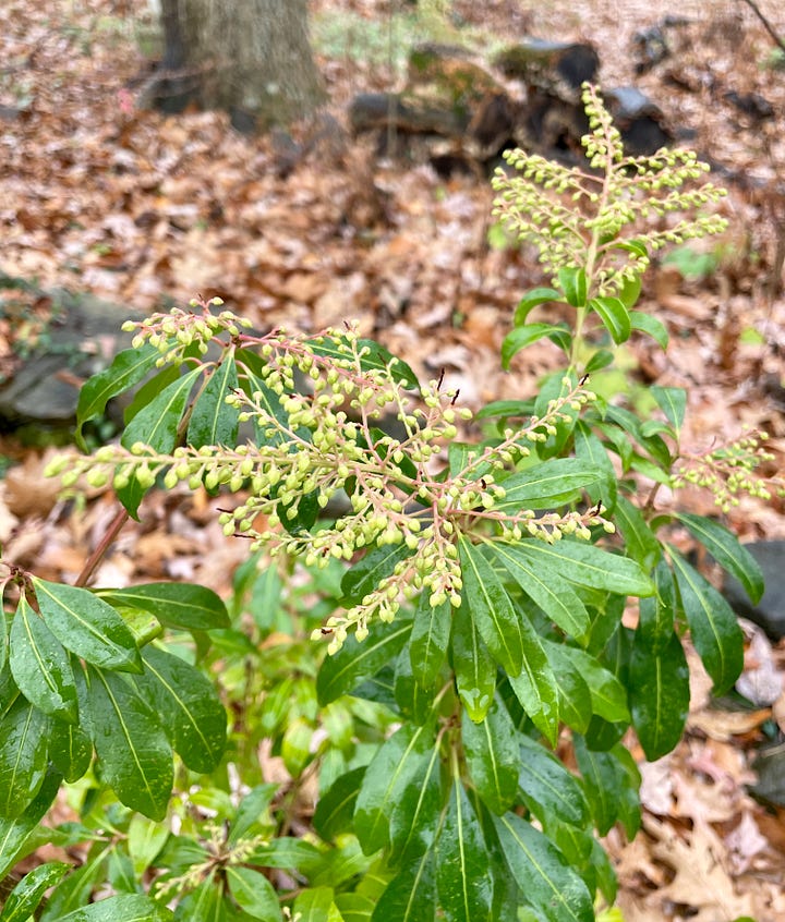 Woodland sights: The Pieris japonica is a shrub that I always enjoy at this time of year, along with the semi-evergreen Autumn fern. Everywhere you look, our trees and fallen branches are covered in lichen and fungi of beautiful patterns.