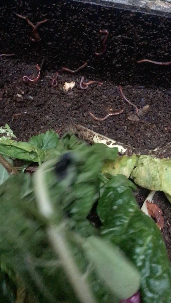 Topping up the comfrey tea barrel with fresh comfrey leaves; Feeding the worms in the vermicomposter with veg scraps.