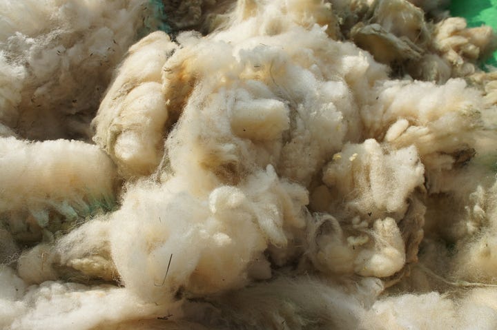 Images: details of raw fleece - Black Welsh Mountain cross, Suffolk cross and Texel cross