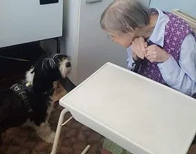 Black and white long-haired dog in various activities