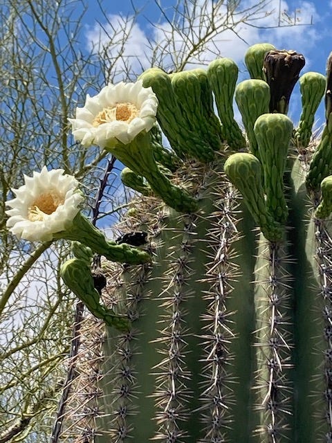 Opuncja, saguaro, kwitnacy saguaro, cholla, heloderma, kwiat saguaro, zbocze