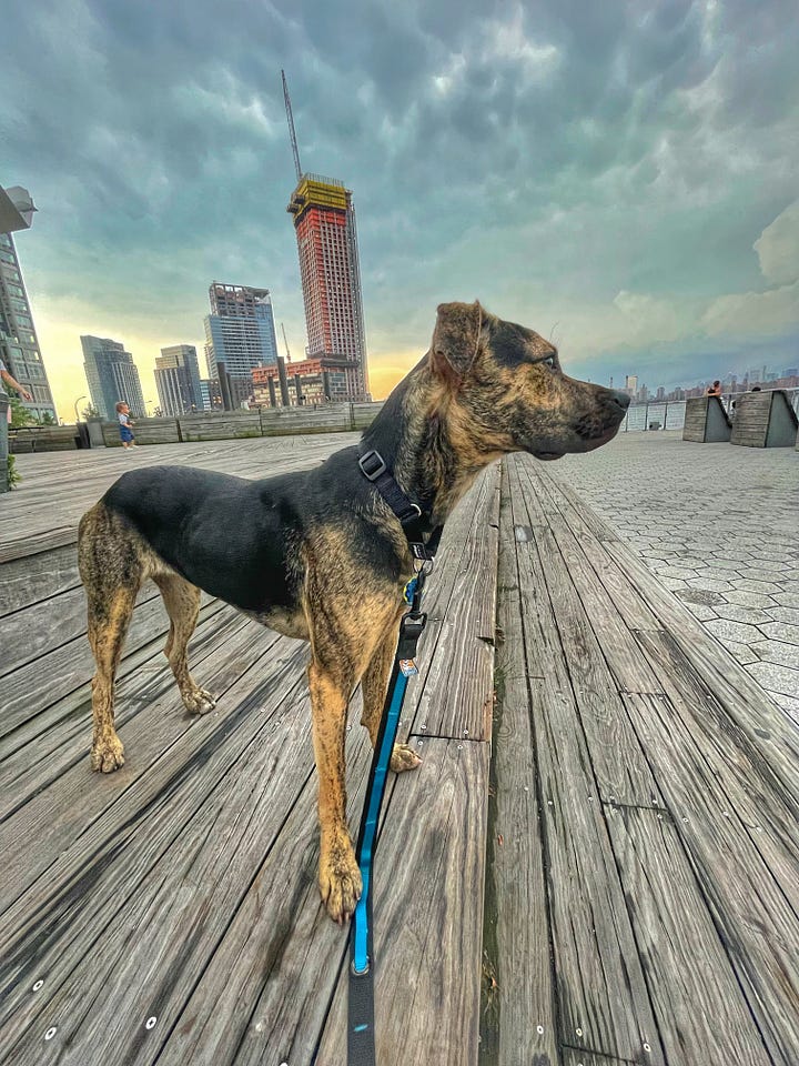 Two photos of Abby, the adoptable dog