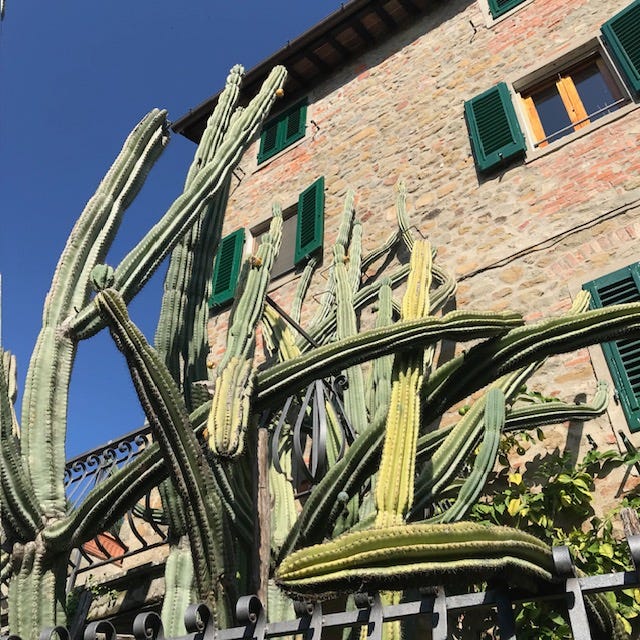 artist, buggiano castello, italian village, limonaria