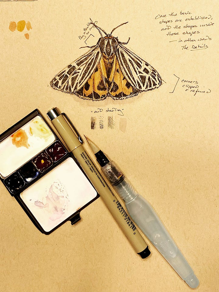 the stages of drawing a moth