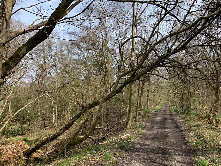 Hazard birch trees over a private woodland path