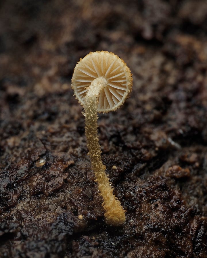Phaeomarasmius ciliatus
