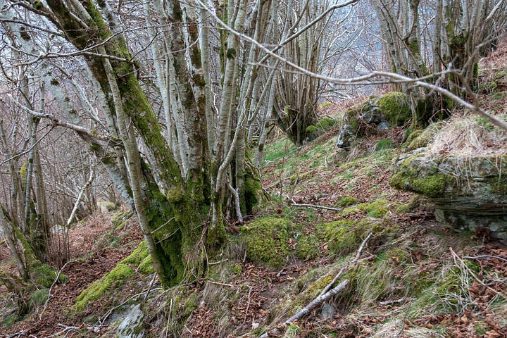 Hazels with catkins, coppiced stools on steep ground, cavity under the base of a hazel with a store of hazelnuts, a handful of mice-eaten nuts © Felicity Martin