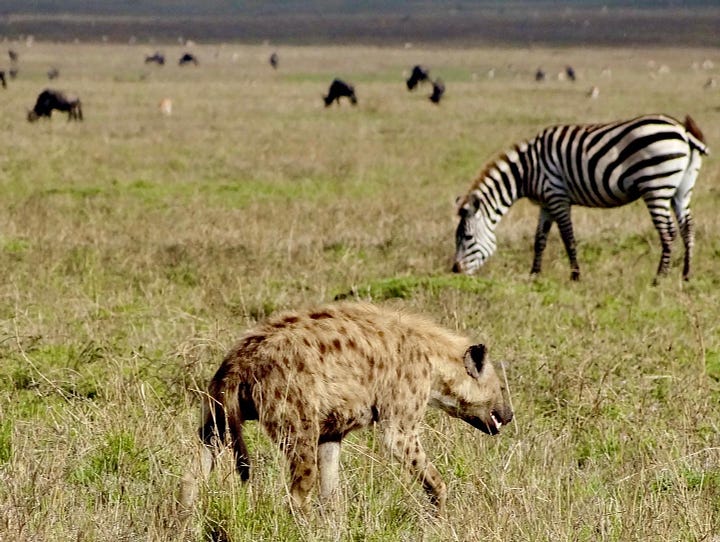 Serengeti lions