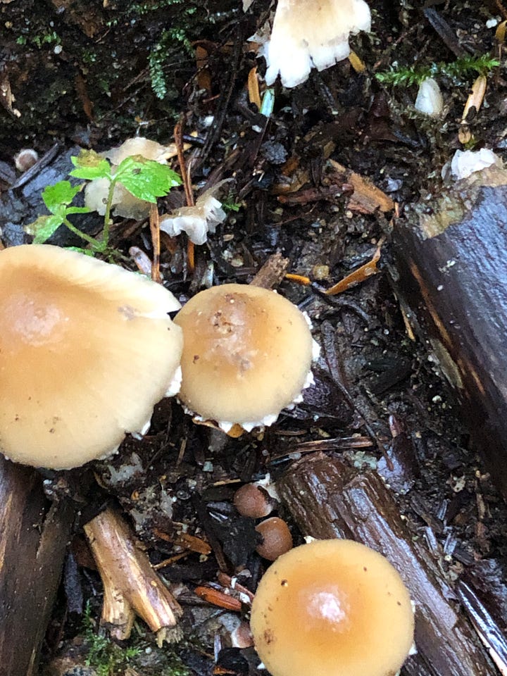 mushrooms and lichens