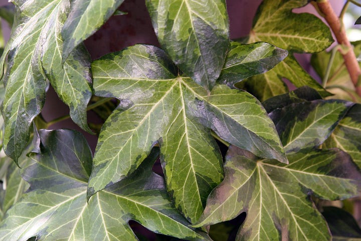 'Angyo Star' and a non-specified × Fatshedera cultivar, note the blend of Fatsia and ivy traits, w.wiki/CQpZ, w.wiki/CQpc