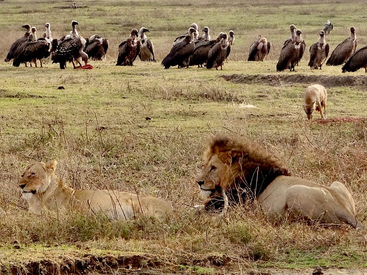 Serengeti lions