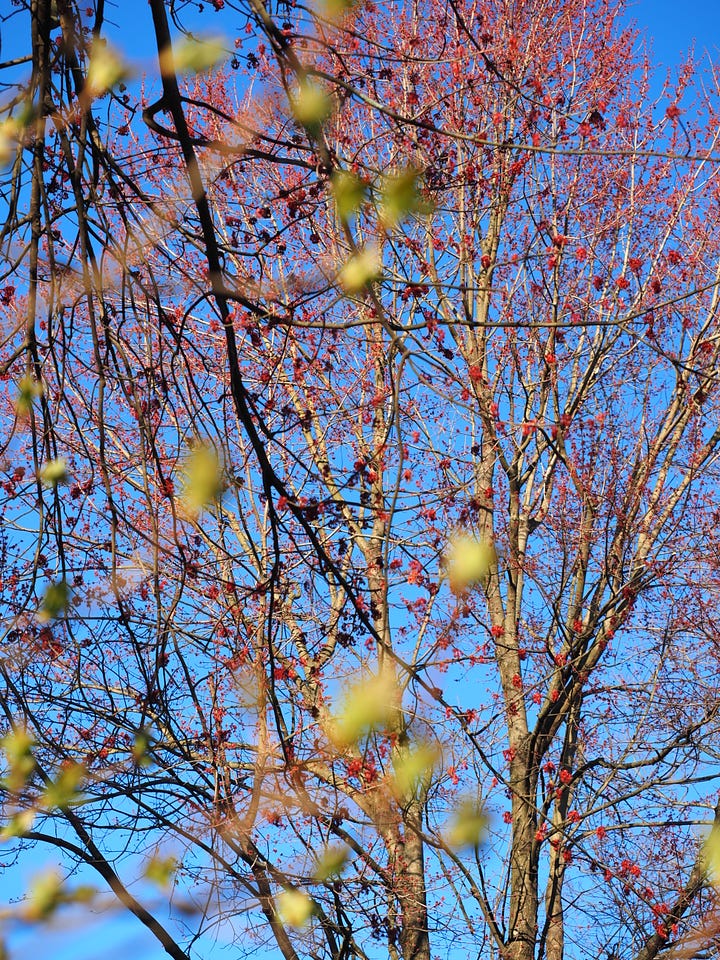 Two views of spring buds getting ready to bloom. My camera can only capture one view at a time and blurs the rest. Only my eyes and senses and presence, in the moment, can take in both perspectives and the full richness of the scene.