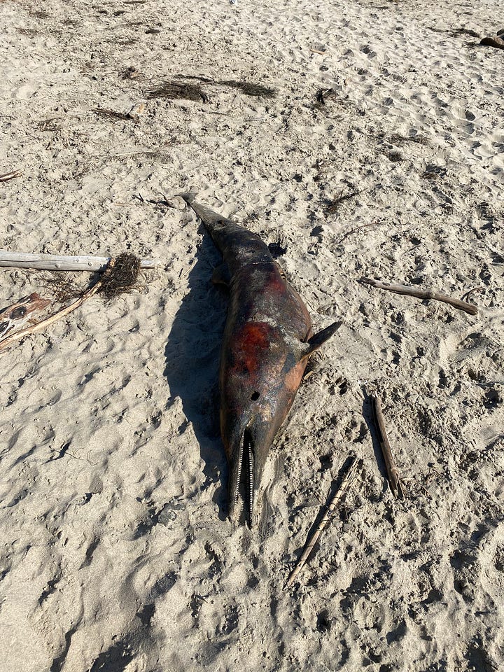 Two dead marine mammals washed up on the beach