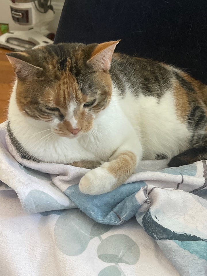 A calico cat wrapped in a blanket is next to a picture of a gray and white cat curled around a woman's hand. 