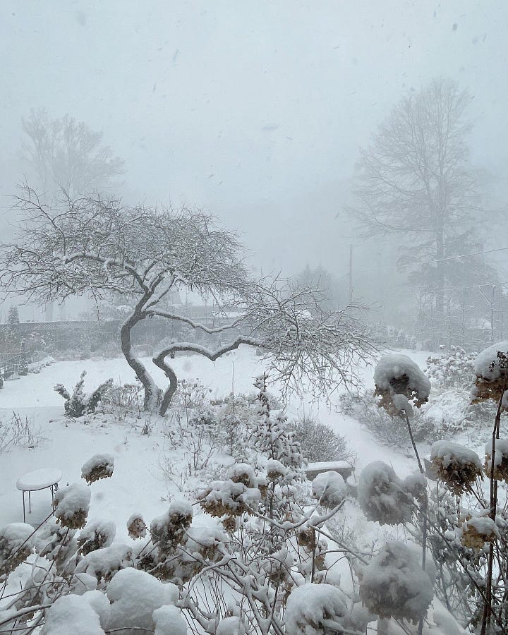 The Bird Garden has our "snow goose" topiary at the foot of our crabapple tree. Here it is when the snow was coming down in drifts that we call a "white out" as we cannot see the neighbor's houses in the back. When it clears up, you can see the same view has much better visibility a couple of hours later