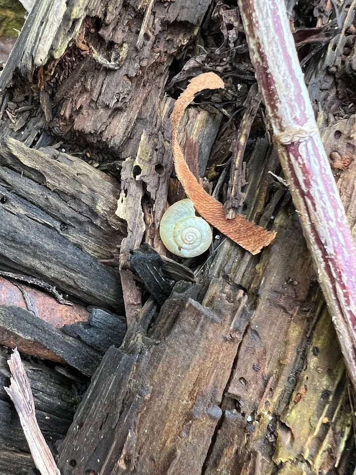 photos of different habitats in Leyton boundary garden where invertebrates can be found in winter