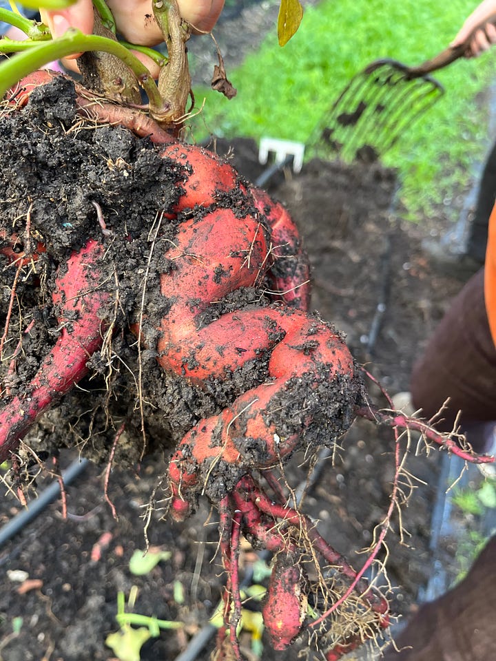 1. A very wonky sweet potato that looks like intestines, freshly dug up; 2. Washed sweet potatoes; 3. Sweet potatoes in foil just cooked in the fire; 4. Our roaring Samhain campfire.