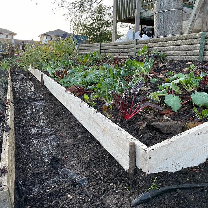 Raspberry Row without the net (pruned but needs to be weeded and mulched, and posts replaced); New scaffolding boards replace rotten ones from veg beds.