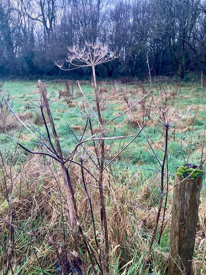Winter landscapes: dried skeletal ferns and cow parsley in shades of green and brown