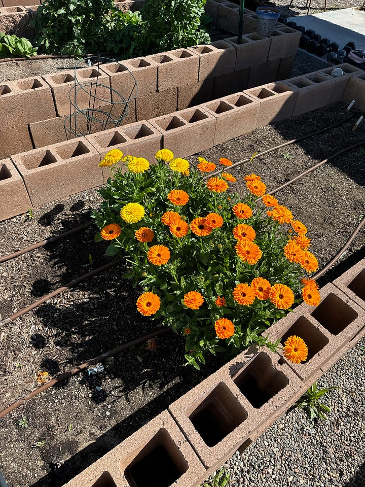 Calendula growing in the garden