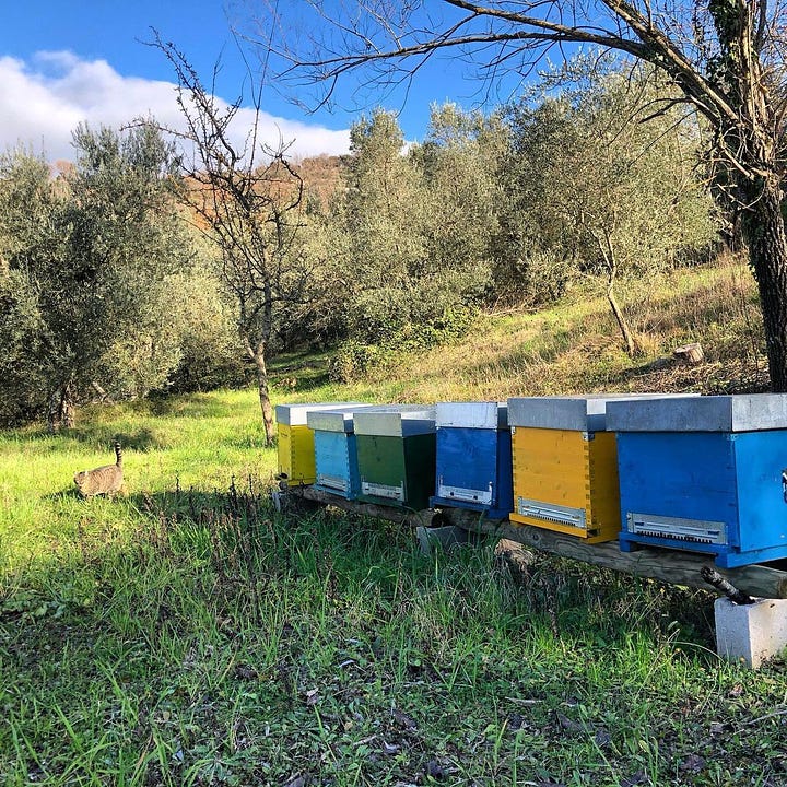 Bees making honey