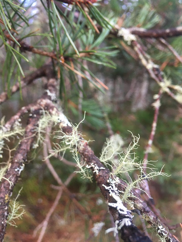 Images: 1-4. Abernethy Forest, with similar views of lichen-encrusted pine trees and close-ups of various types of lichen varieties.