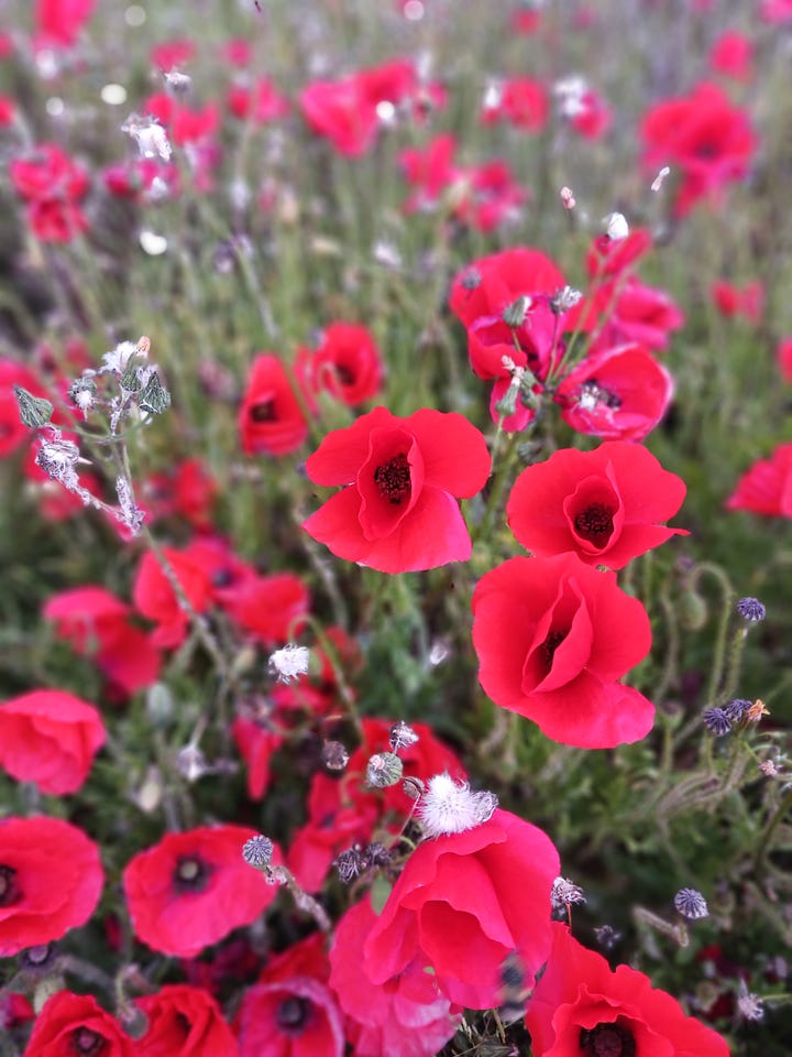 Bright red poppies in the fields